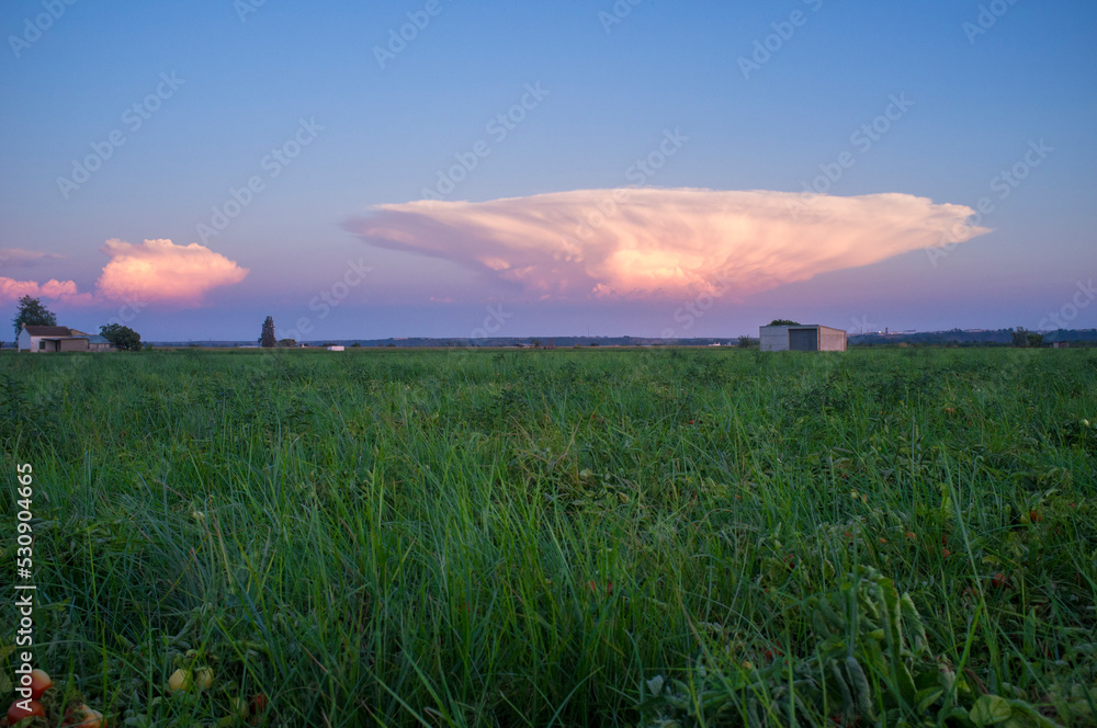 Cumulonimbus capillatus cloud over tomato field Stock Photo | Adobe Stock