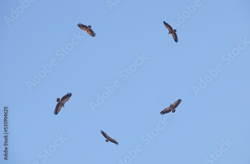 Circle of griffon vultures flying over photo