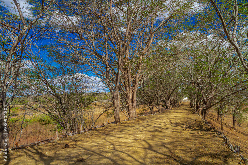 landscapes of caatinga and brazilian wild - paraíba, brazil landscapes of caatinga and brazilian wild - paraíba, brazil