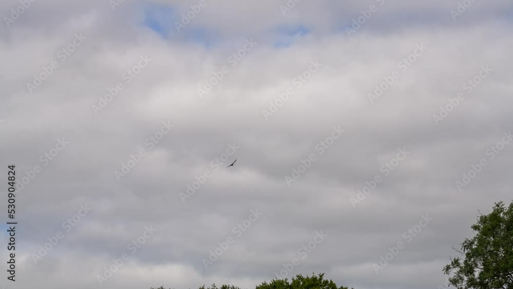 a buzzard (Buteo buteo) climbs higher in flight, riding updraft and thermals from a treeline a buzzard (Buteo buteo) climbs higher in flight, riding updraft and thermals from a treeline