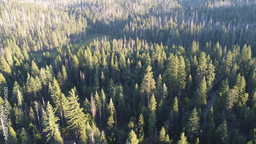 Aerial view of a forest full of trees with sunlight coming in from the side. The trees are green and it is summer.