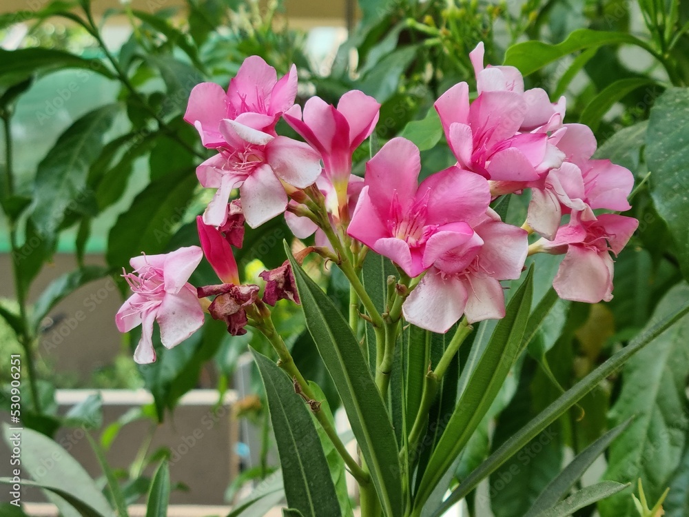 pink flowers in a garden pink flowers in a garden