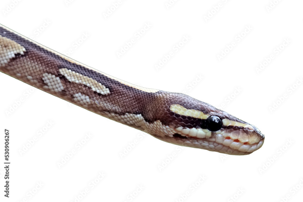 Obraz premium close up of a ball python