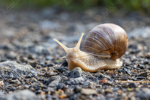 Snail on a rocky surface closeup. Horizontally.