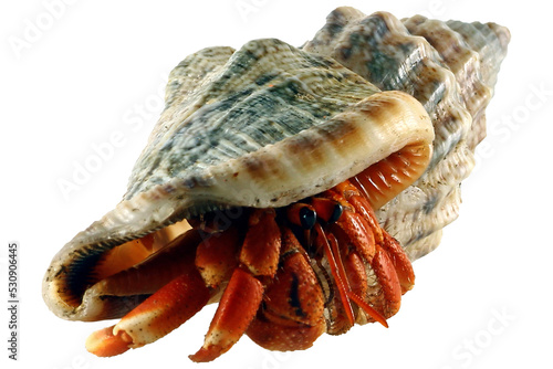 Canvas Print Close up of hermit crab, Coenobita clypeatus
