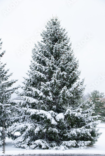 Beautiful conifer pine (spruce) with snow © Clarice Deoh