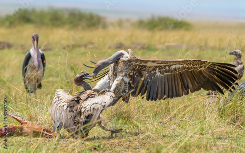 Gypus rueppelli (Brehm, 1852) - Rueppell´s vulture - Sperbergeier