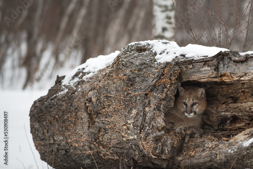 Cougar (Puma concolor) Lies Inside Log Looking Out Winter Fototapet