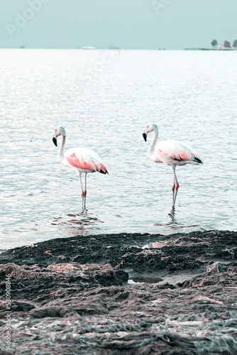Flamingos heron seagull Birds at beach Paracas natural reservation park Ica Peru