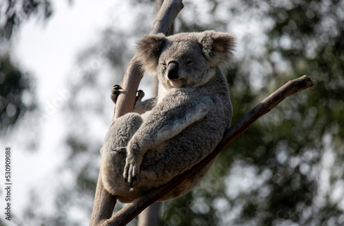 Fototapeta Naklejka Na Ścianę i Meble -  Koala ( Phascolarctos cinereus)