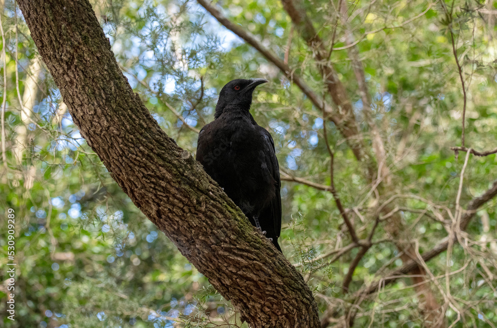 Obraz premium White-winged Chough (Corcorax melanoramphos)