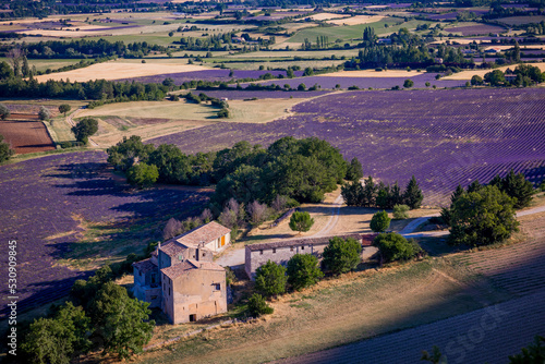 Dozens of Lavender field near the town of Goult photo