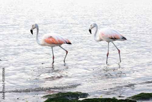 Flamingos heron seagull Birds at beach Paracas natural reservation park Ica Peru