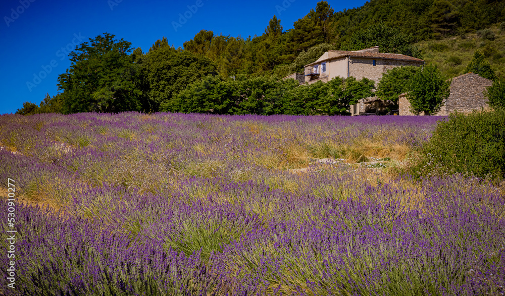 Wild, fluffy lavender field on hillside in Luberon. Wild, fluffy lavender field on hillside in Luberon.
