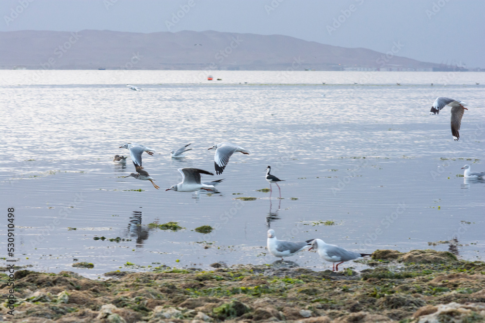 Fototapeta premium Flamingos heron seagull Birds at beach Paracas natural reservation park Ica Peru