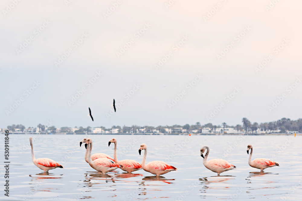 Fototapeta premium Flamingos heron seagull Birds at beach Paracas natural reservation park Ica Peru