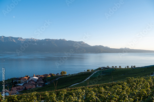 vue depuis le vignoble de Lavaux sur le lac L  man et les Alpes