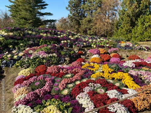 flowers in garden