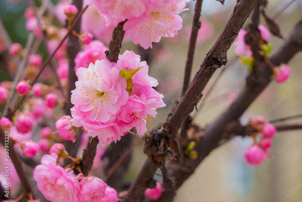 Fototapeta premium Blossoming sakura tree flower with selective focus on blurred background. Defocused backdrop copy space