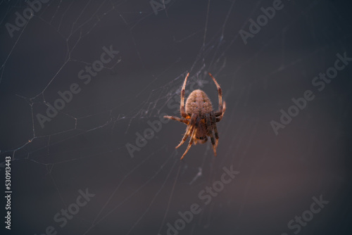 Spider in web © HauntedStuffs
