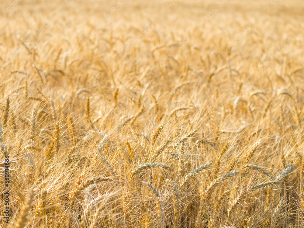 Yellow field of agriculture with ripe wheat, farming Yellow field of agriculture with ripe wheat, farming