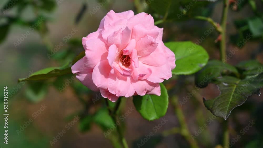 Pink rose in garden. Flowers blooming. Beautiful roses in summer. Pink rose in garden. Flowers blooming. Beautiful roses in summer.