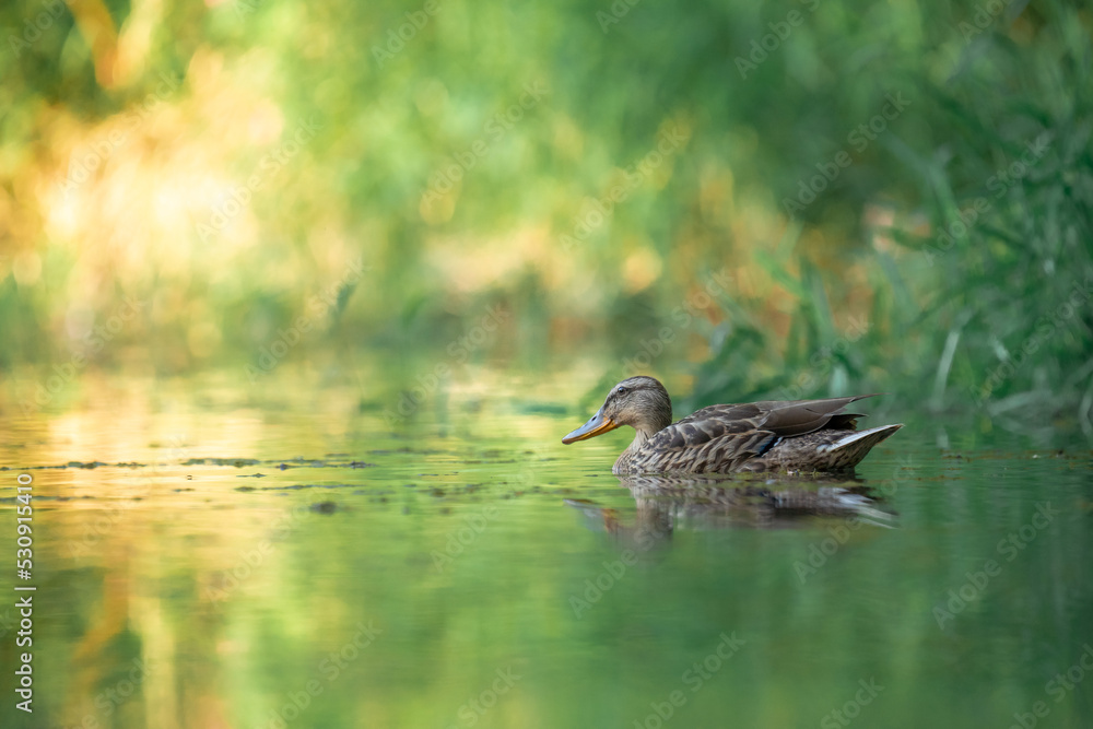 Female Mallard duck swimming at sunset, with a beautiful background light and reflection Female Mallard duck swimming at sunset, with a beautiful background light and reflection