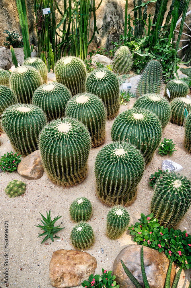 A Cactus Garden. A Cactus Garden.