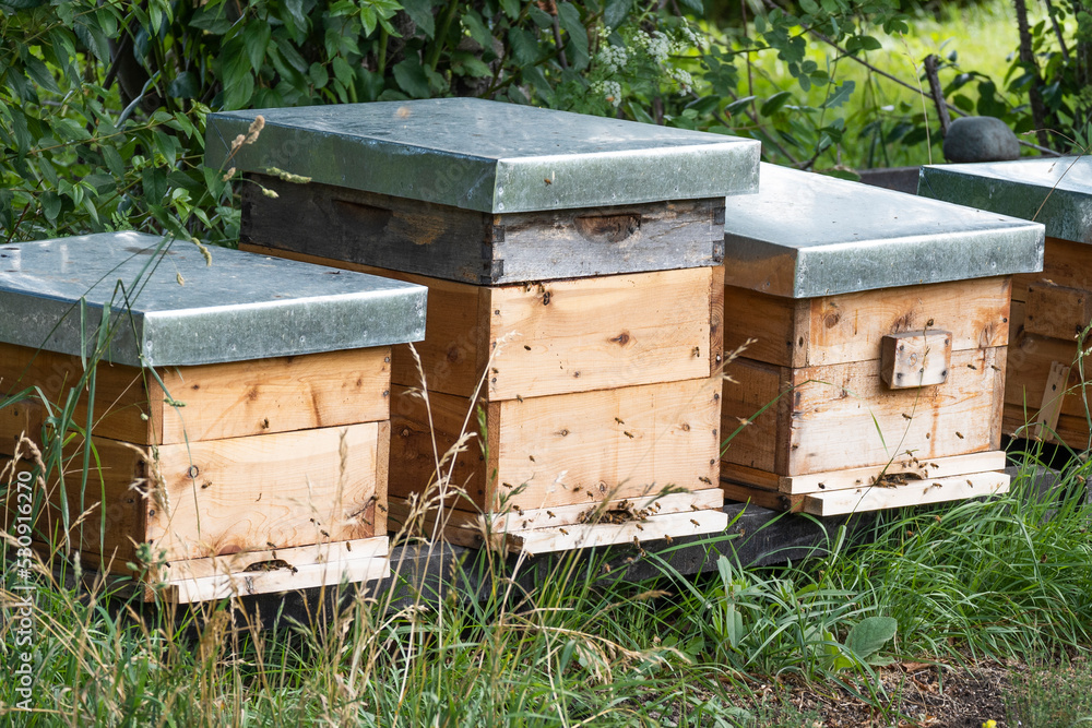Bee hives in the field with bees Bee hives in the field with bees