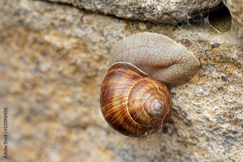 vineyard snail on the stone wall