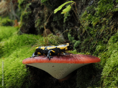 Feuersalamander auf Pilz