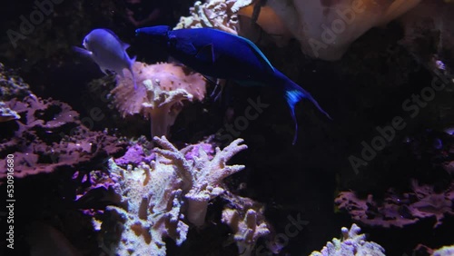 Close up of Birdnose Wrasse fish swimming around photo