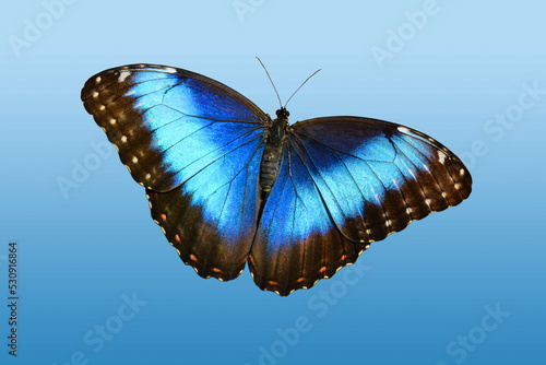 Blue Morpho Butterfly