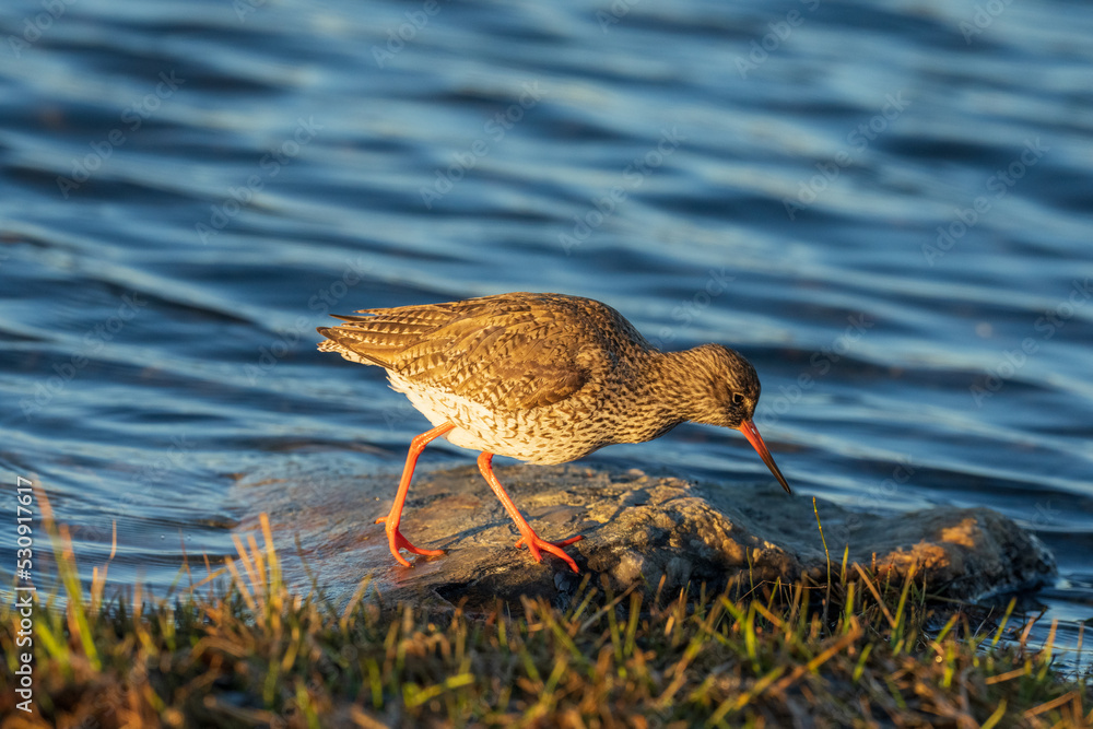 Common redshank (Tringa totanus) Common redshank (Tringa totanus)