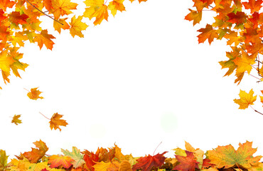 Leaf Frame. Autumn falling maple leaves isolated on white background. Fall  foliage.