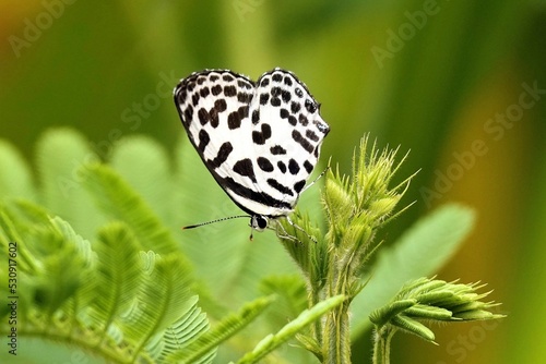 Common pierrot perched on a plant photo