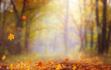 Sunny autumn day with beautiful yellow fall foliage in the park. Ground covered in dry fallen leaves lit by  sunlight. Colorful forest. Autumn landscape with  trees and sun. Natural background.