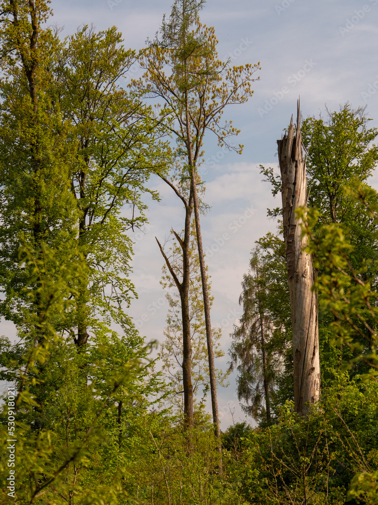 Fototapeta premium Mischwald