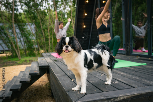 Foto Dog stand on terrace with women practicing yoga, outdoor