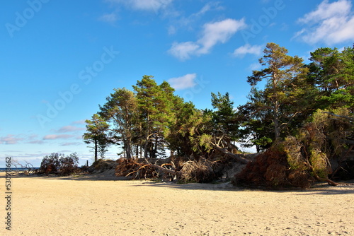 Washed trees on the coast of the Baltic Sea. The storm destroys the coast. © Igor