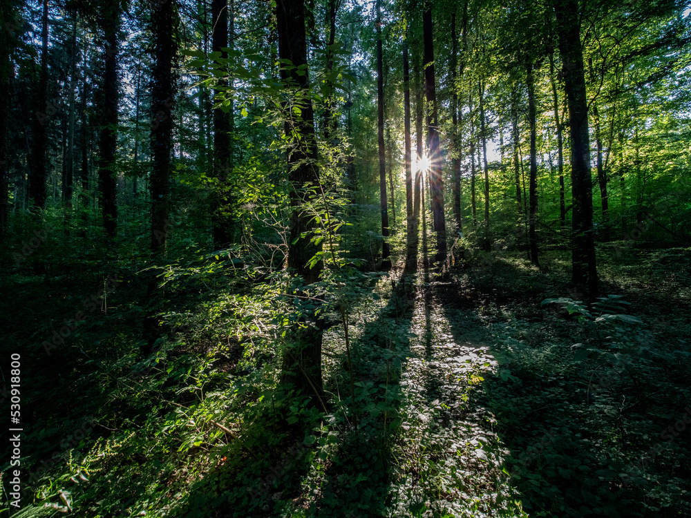 Obraz premium Mischwald