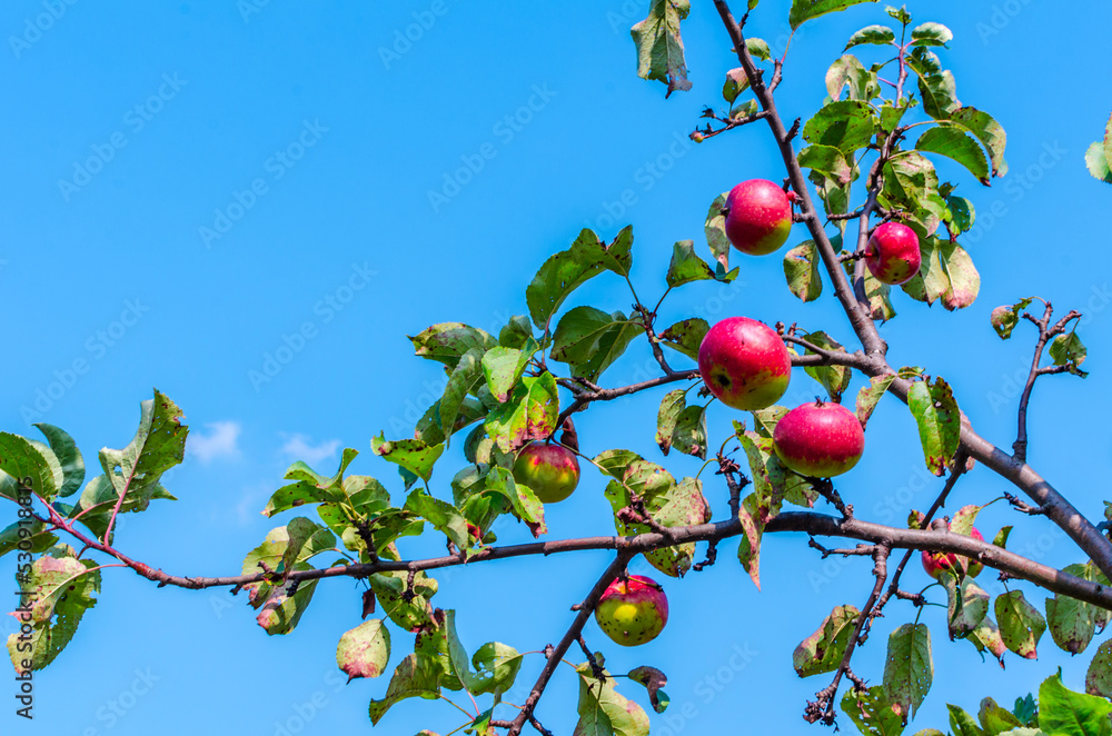 red apple on a branch against a blue sky