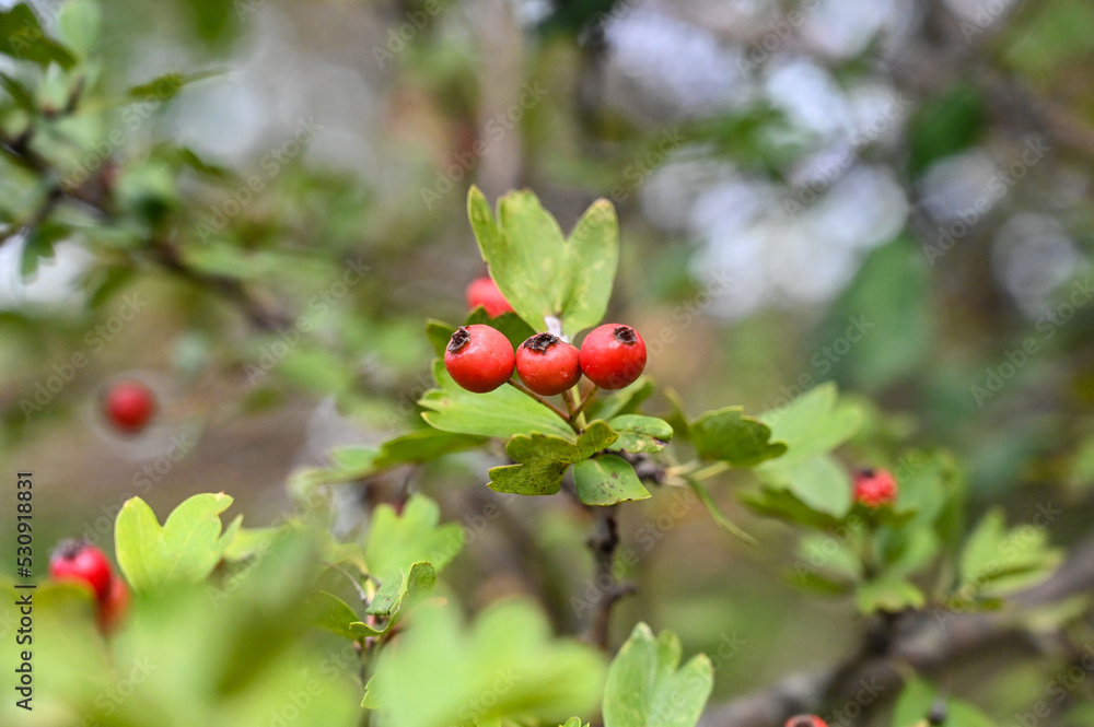 Hawthorn fruit on the bush in summer. Crataegus, close up. Ripe red fruits of quickthorn. Thornapple in nature. 