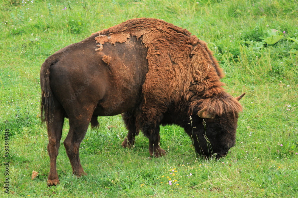 Bisonte americano 