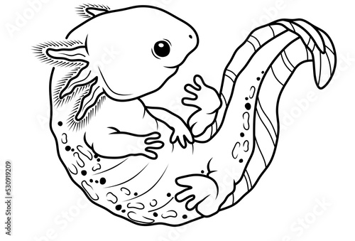 newt. Salamander isolated illustration. Amphibian. Coloring. photo