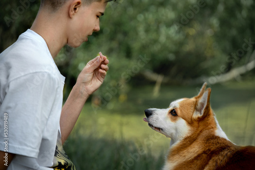 A teenage boy plays with a corgi dog on the grass, feeds a yummy, trains