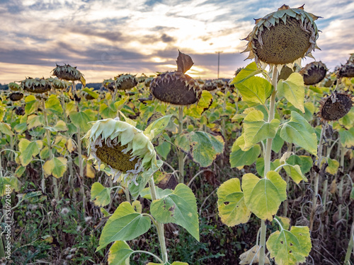 Welke Sonnenblumen auf dem Feld photo