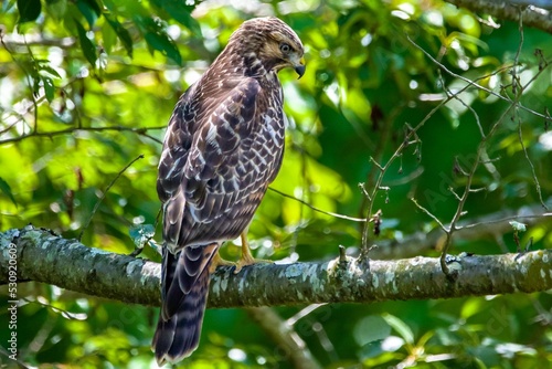 Red-shouldered hawk perched on a tree against a green background
