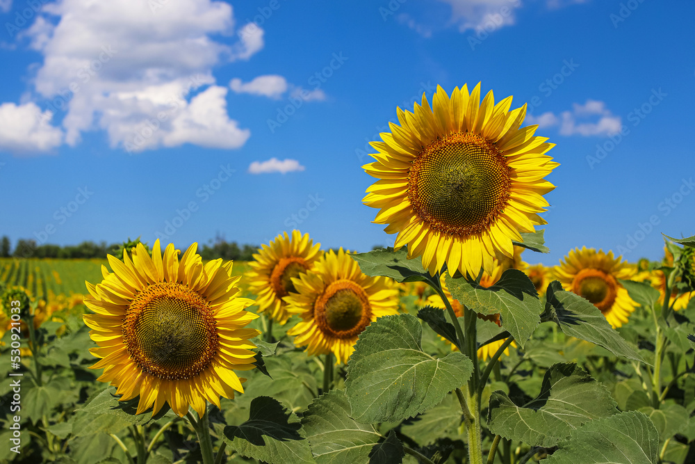 Obraz premium Agricultural field of the blooming common sunflowers . Photo with the selective focus