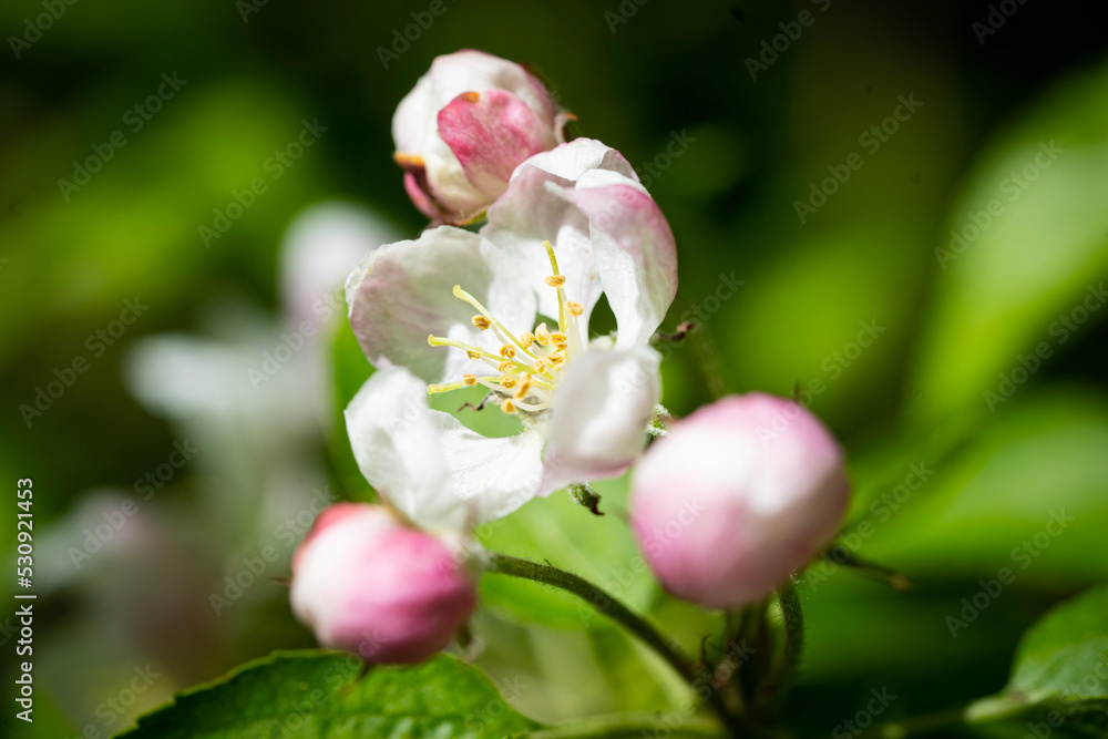Fototapeta premium 林檎の花 花 バラ科 つぼみ 春 初夏 花弁 